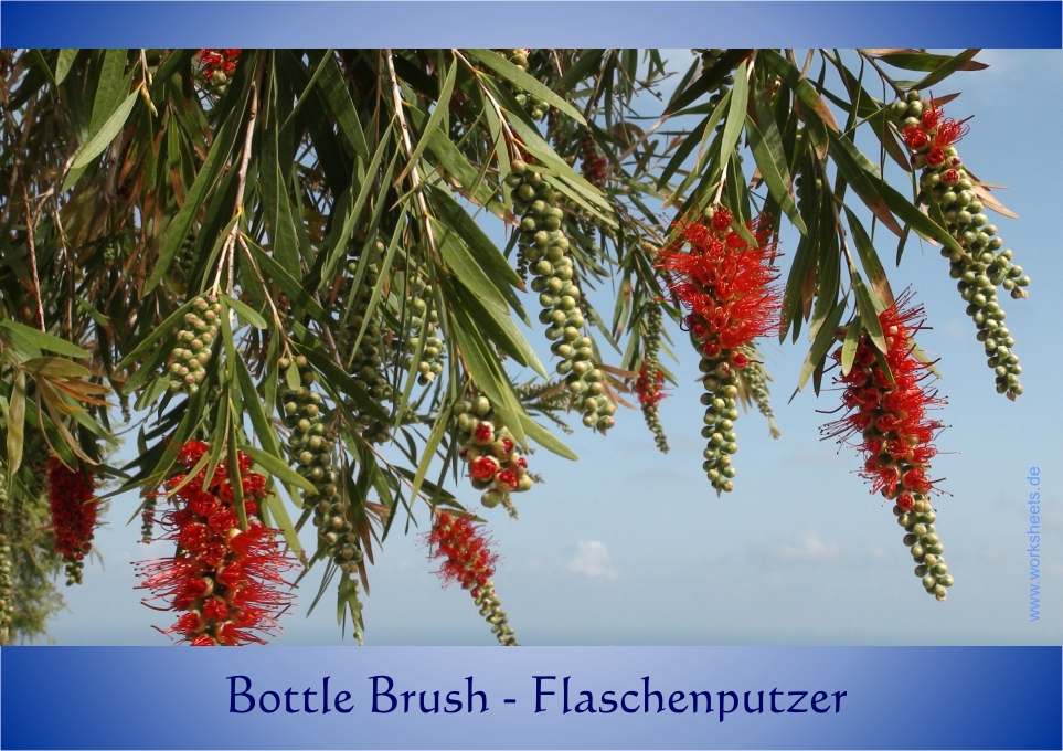 Bottle_Brush-Flaschenputzer-Zylinderputzer