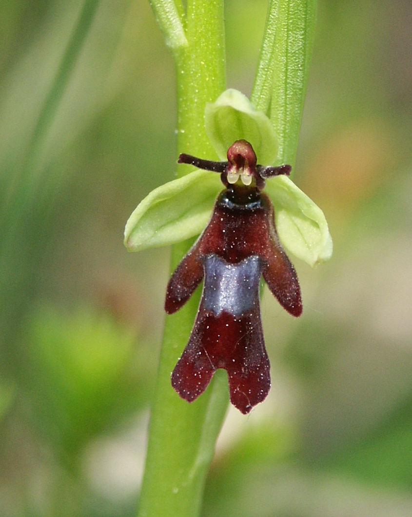 Ophrys_insectifera_flower