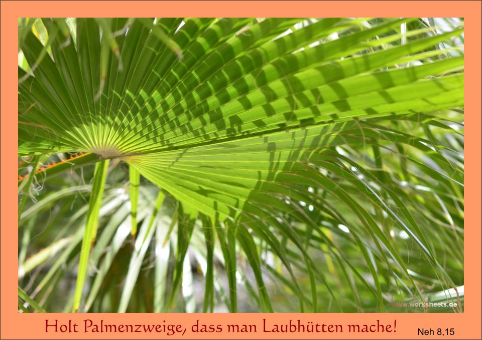 Palmenzweige_-_Laubhütten