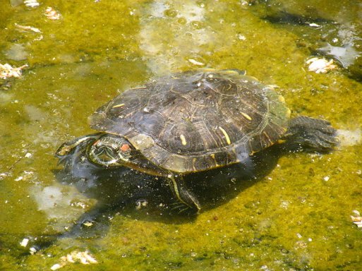 Schildkröte-wiki
